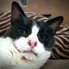 Aalfs cat cropped
