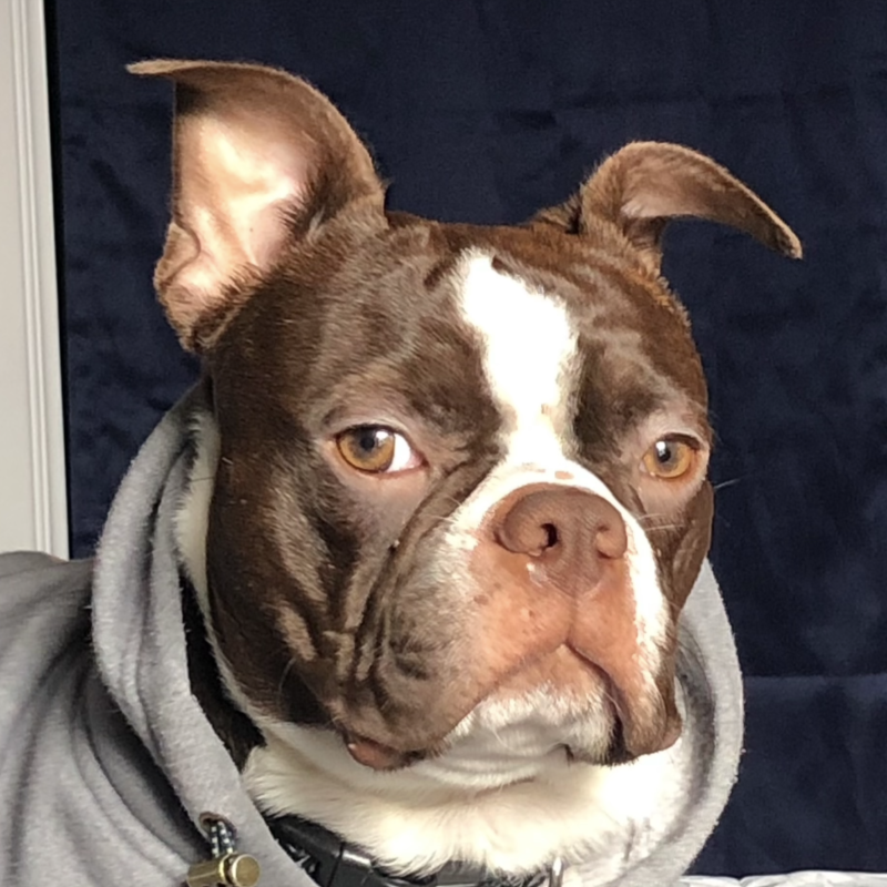 Micheles dog cropped